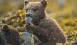 西班牙熊崽在线观看,在线观看一场自然奇观的亲密接触