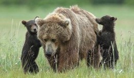 西班牙熊崽在线观看,在线观看一场自然奇观的亲密接触