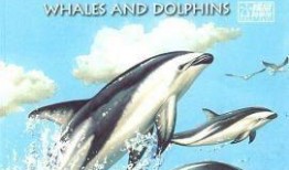 海豚的故事在线观看,海洋深处的友谊之旅