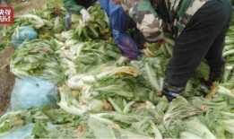 员工爆料酸菜怎么办呢视频,揭秘食品安全的背后真相