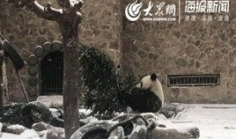 西安爆料大雪视频最新,街头巷尾银装素裹，最新实况视频曝光！”