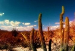 最新沙漠爆料视频下载安装