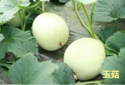 娱乐吃瓜酱玉,揭秘娱乐圈背后的故事与真相