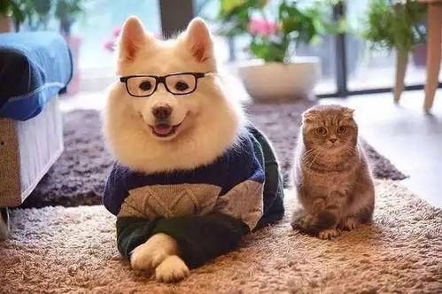 娱乐吃瓜酱妈妈的宠物,揭秘宠物界的明星生活