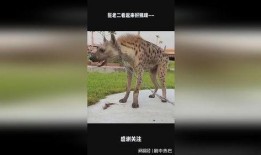 鬣在线观看,揭秘神秘生物的奇幻世界