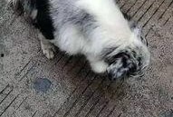 宠物爆料视频,萌宠日常大揭秘！