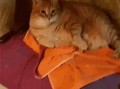 猫百味大哥爆料视频,视频内容大曝光！