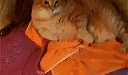 猫百味大哥爆料视频,视频内容大曝光！