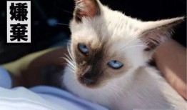 猫百味大哥爆料视频,视频内容大曝光！