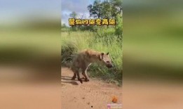 鬣在线观看,揭秘神秘生物的奇幻世界