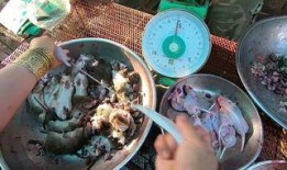 食物爆料视频大全最新,食物爆料视频大全大汇总
