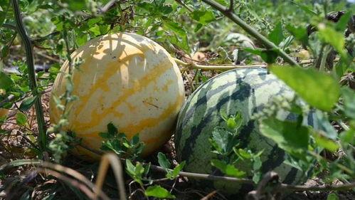 718sx吃瓜娱乐去哪了,探寻消失的瓜界传奇